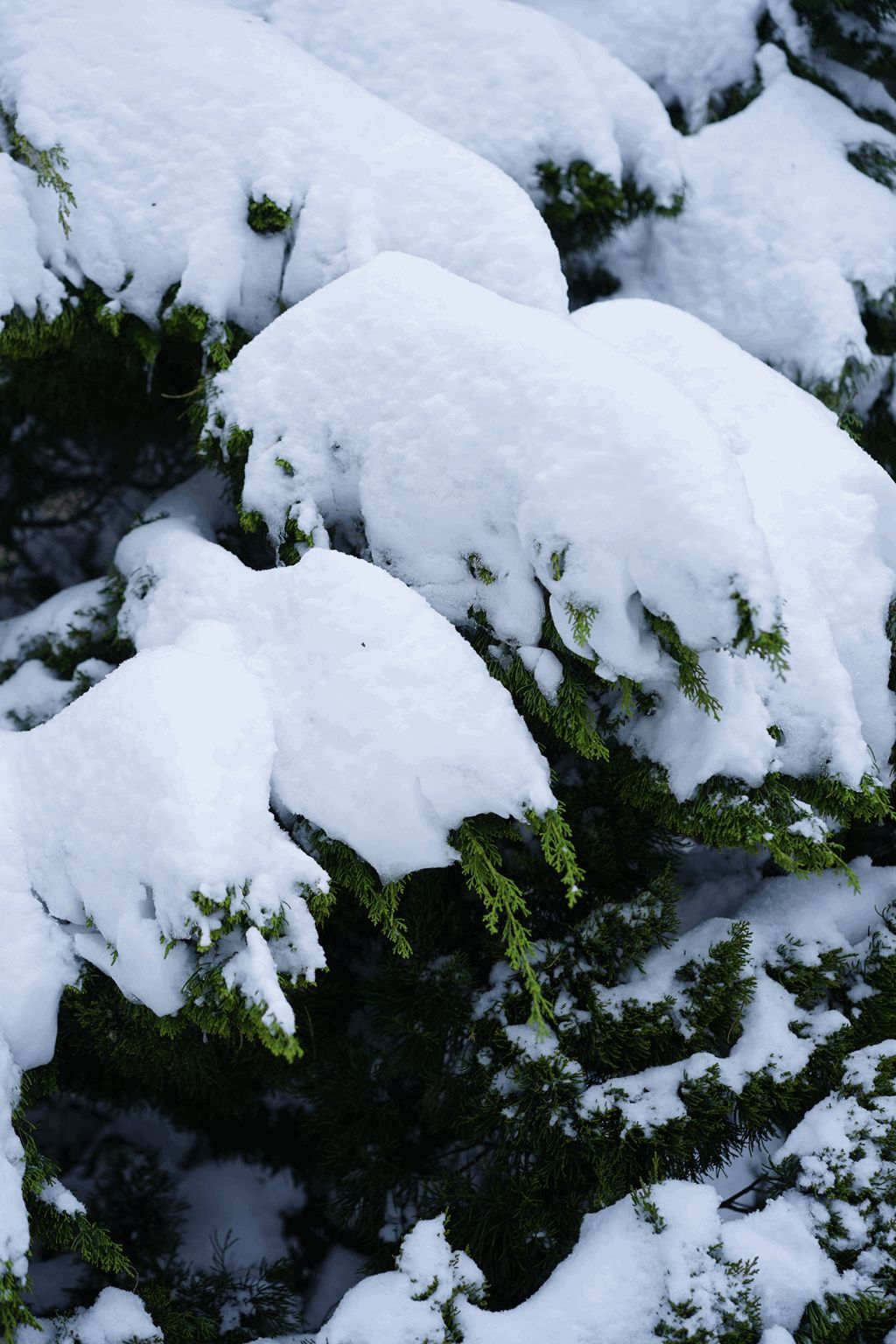 南京不一样的雪:血色浪漫,银色形态