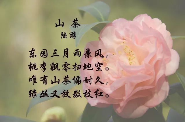 山茶花的唯美文案图片