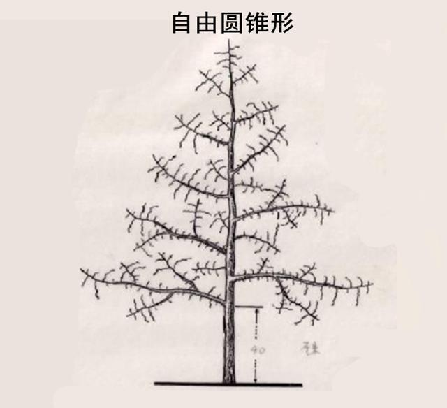梨树树形结构图图片