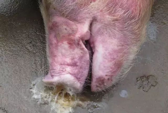 猪链球菌病最有效图片