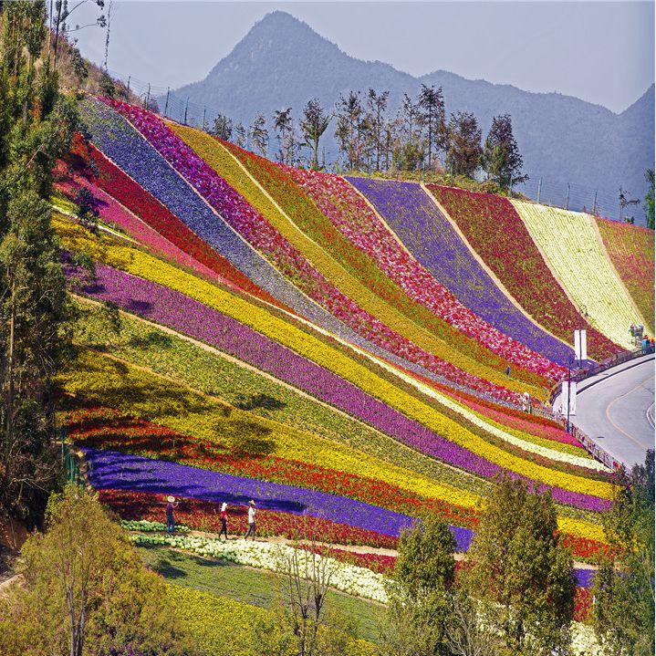 十里蓝山花海图片图片