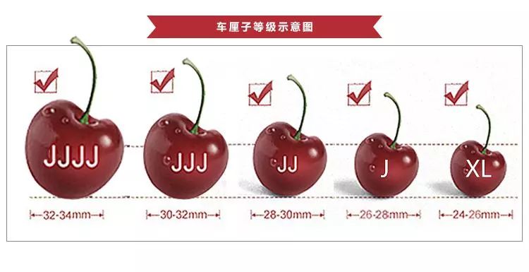 车厘子等级xld图片