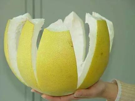 柚子皮厚厚的白色部分,切成条状后晒干,有通风干燥的作用