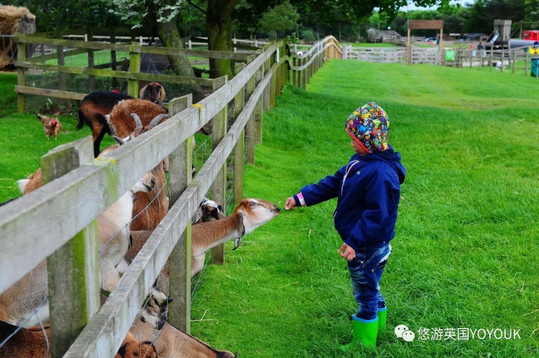 让人着迷的科兹沃尔德农场乐园 cotswold farm park