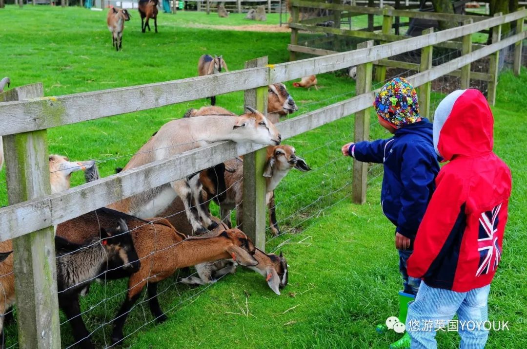 让人着迷的科兹沃尔德农场乐园 cotswold farm park