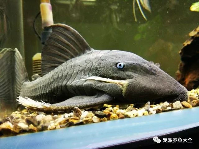 每日一鱼珍贵的异型鱼蓝眼皇冠豹