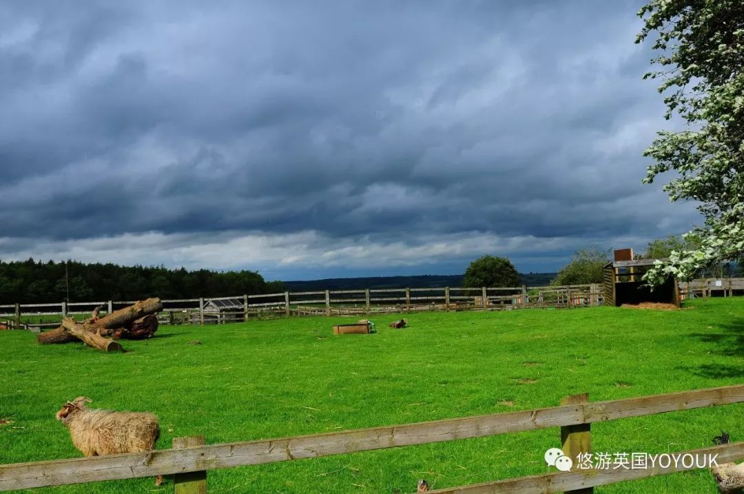 让人着迷的科兹沃尔德农场乐园 cotswold farm park