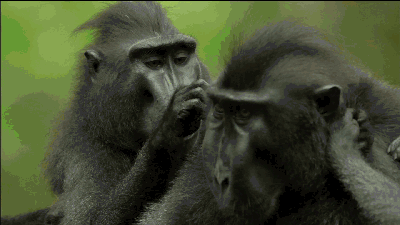 黑猩猩表情包GIF图片