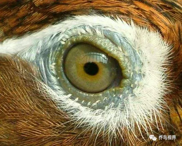 青眼黑沙画眉鸟眼水图图片