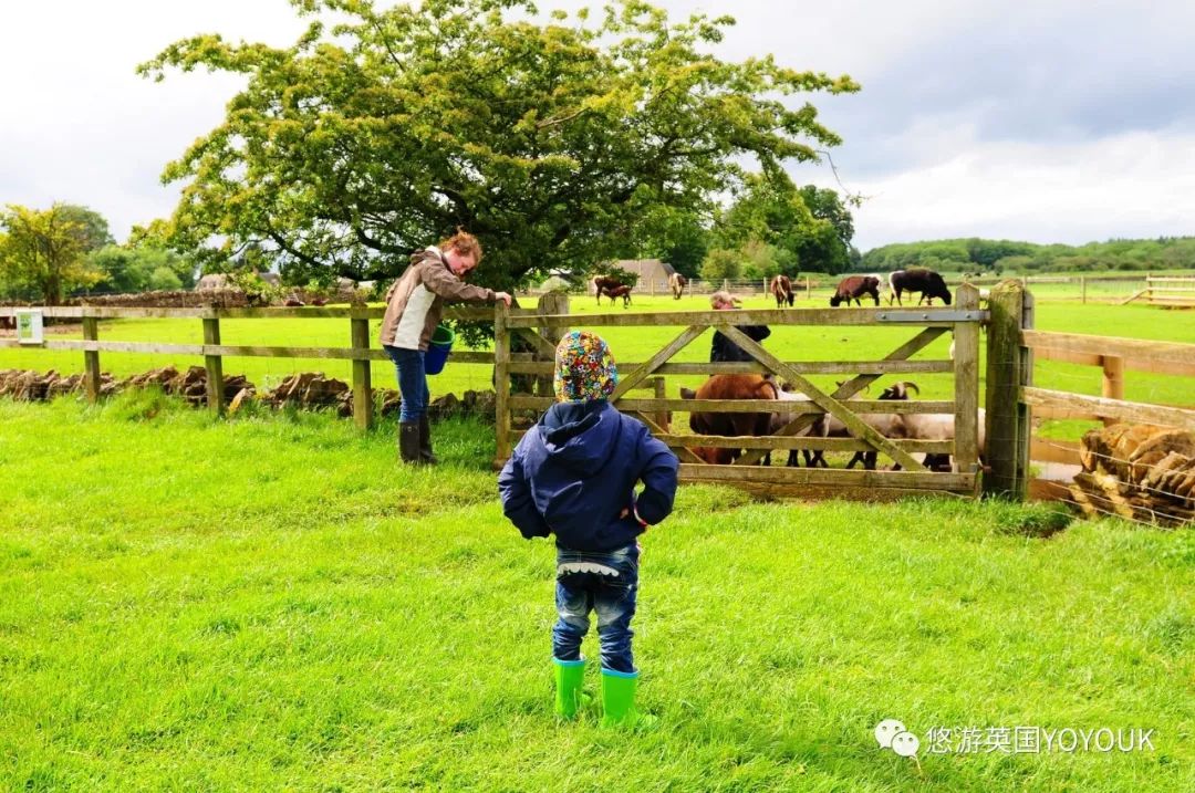 让人着迷的科兹沃尔德农场乐园 cotswold farm park