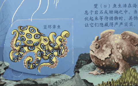 蓝环章鱼动图图片