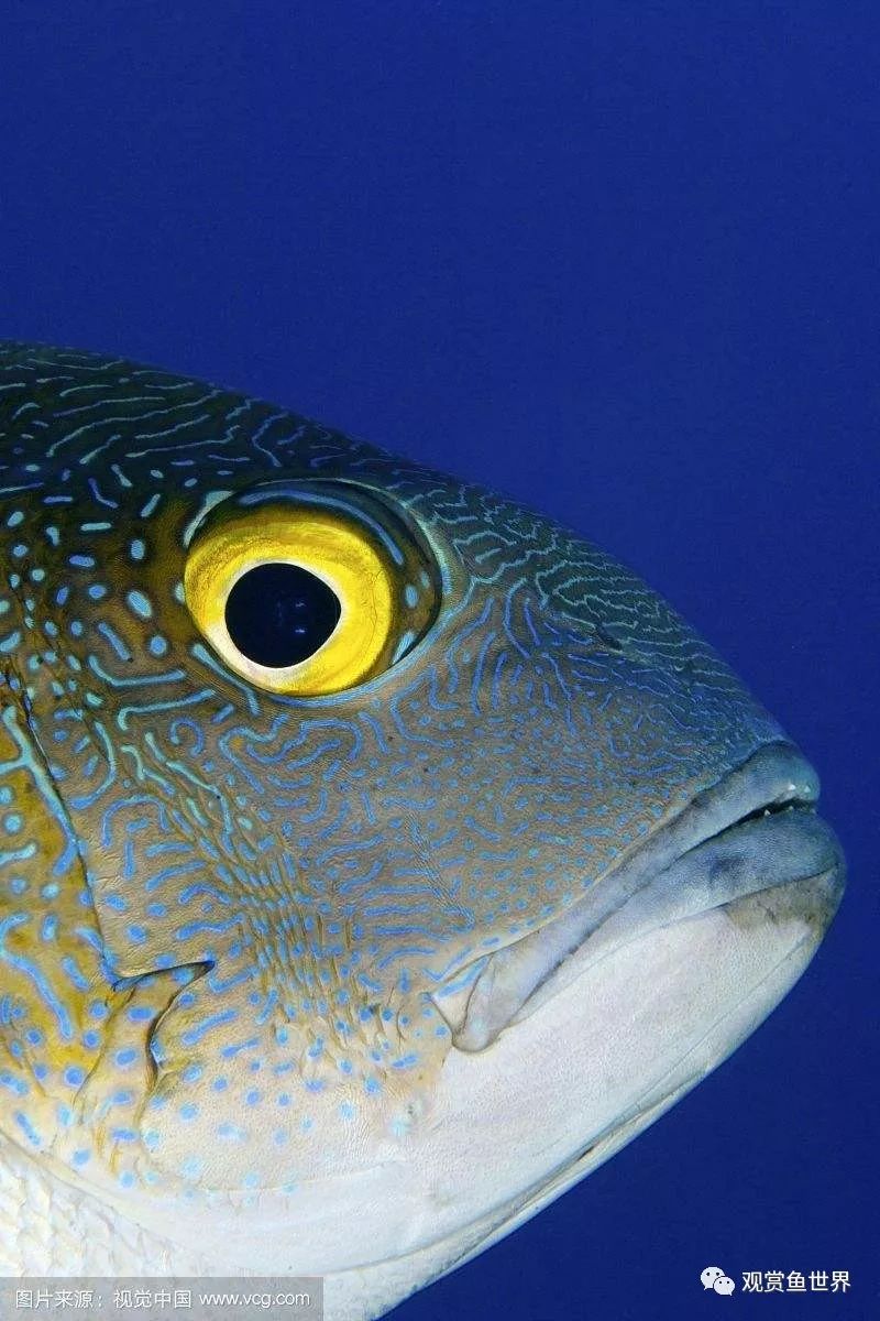 观赏鱼眼睛疾病的四大元凶