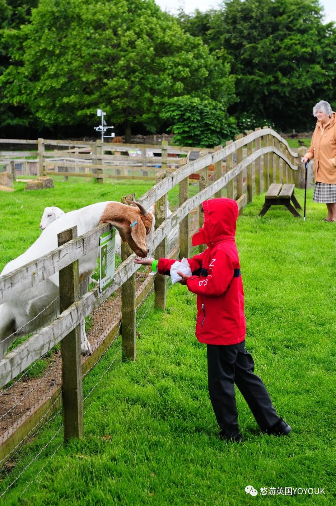 让人着迷的科兹沃尔德农场乐园 cotswold farm park