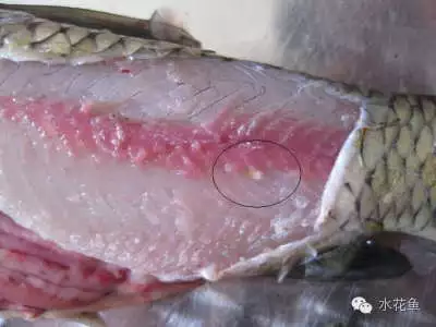 不可忽略的鱼类寄生虫病扁弯口吸虫