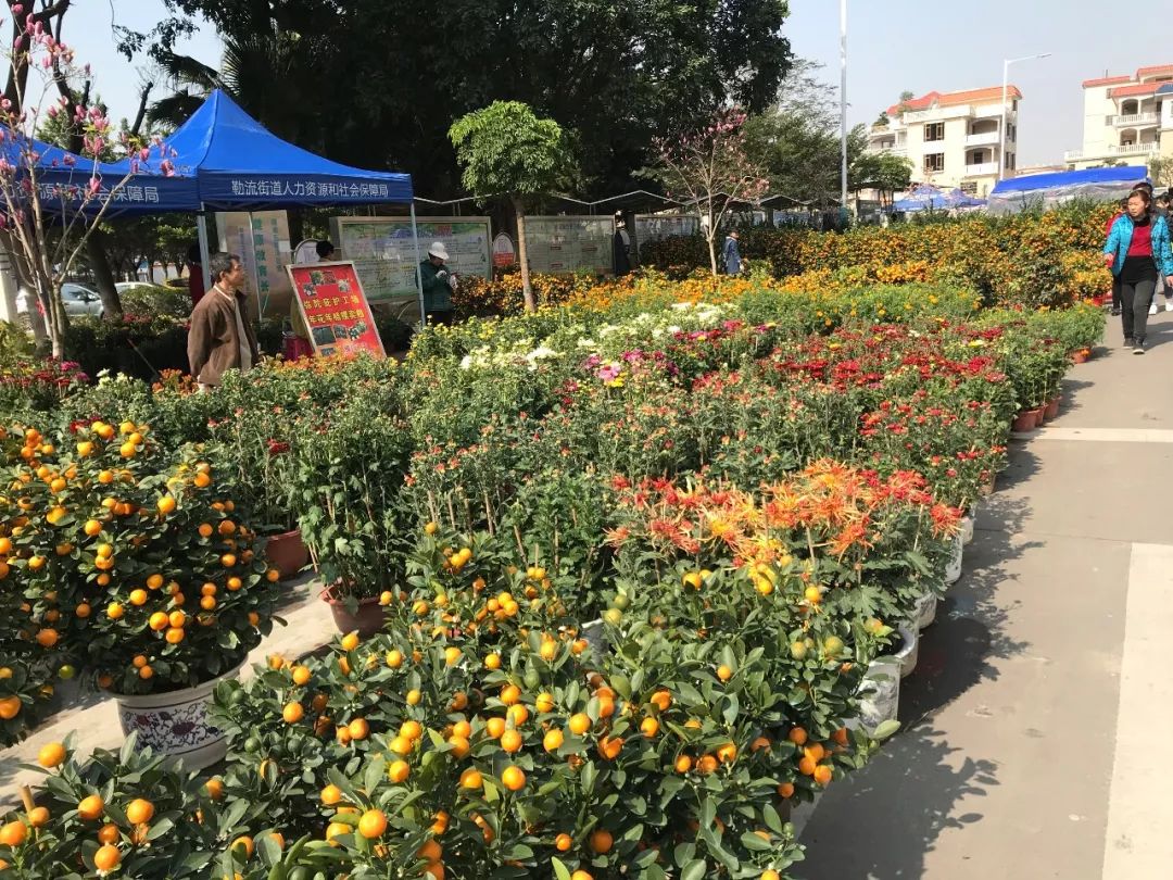 顺德陈村花卉市场图片