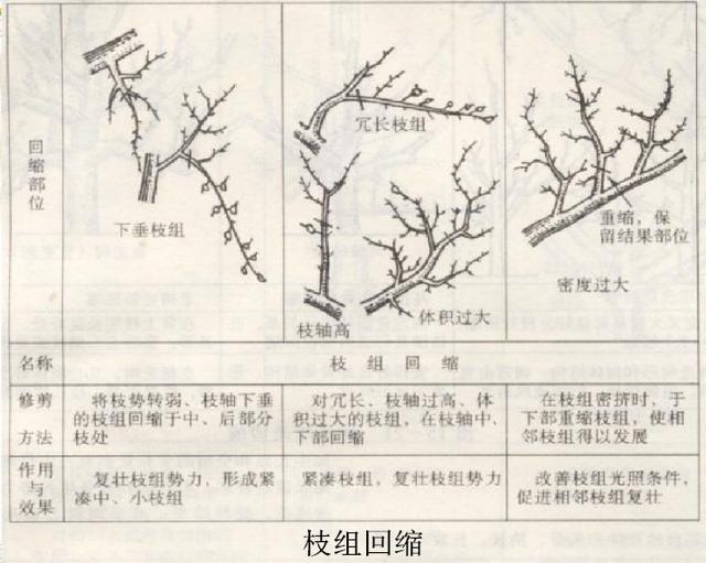 桃树剪枝图解 方法图片