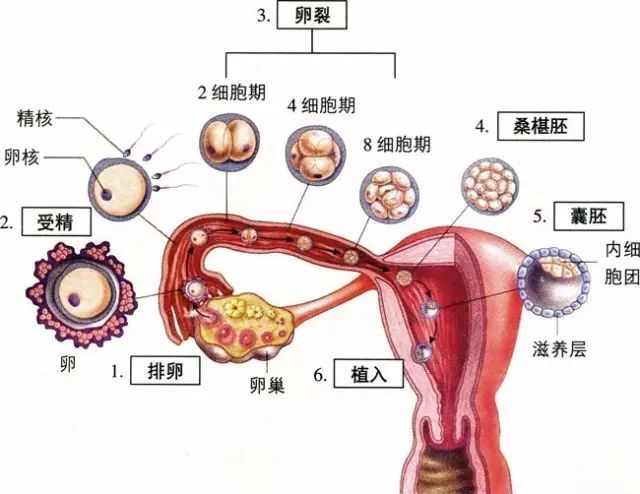 怎么怀孕的全过程?图片