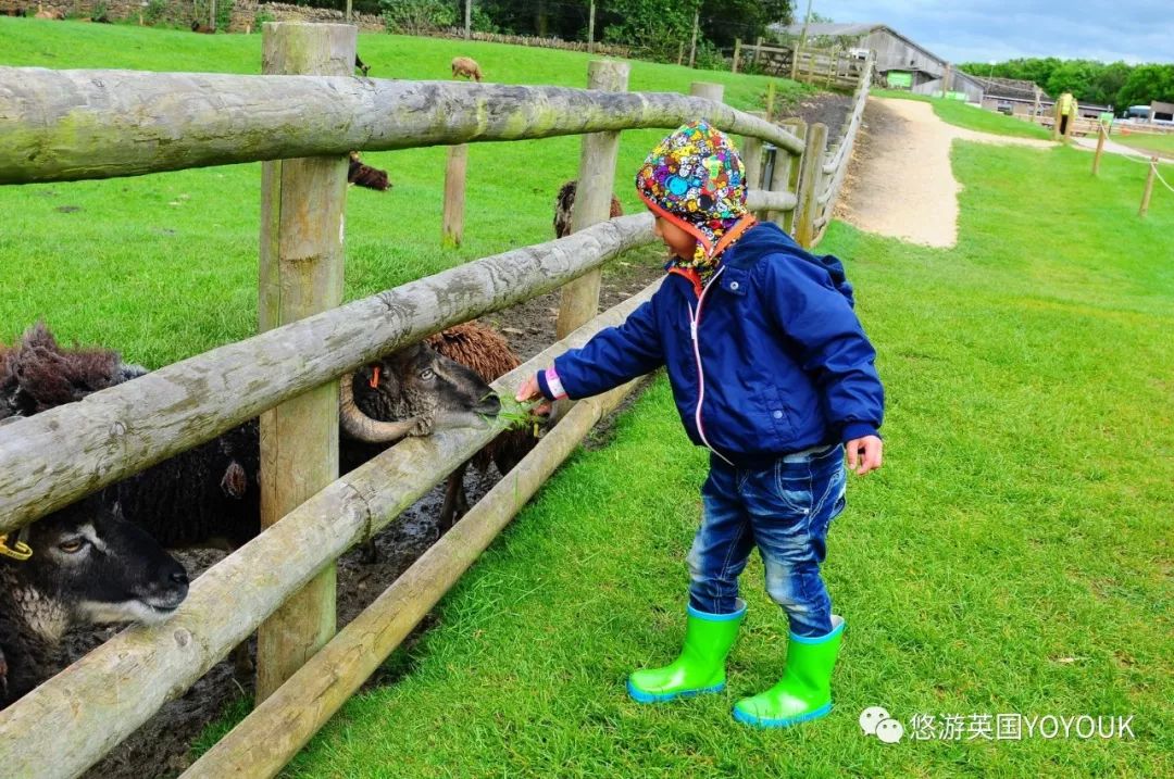 让人着迷的科兹沃尔德农场乐园 cotswold farm park