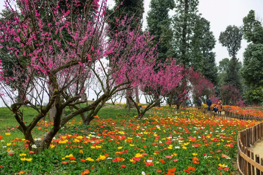 「秀麗東方·2018梅花實景圖」每年花期一到,它們便如約而至宮粉,紅梅