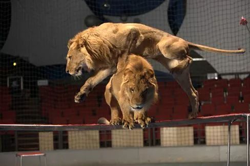 老虎鑽火圈狗熊運動會集精彩和驚險於一體,猛獸和萌寵聯袂獻藝,老虎鑽