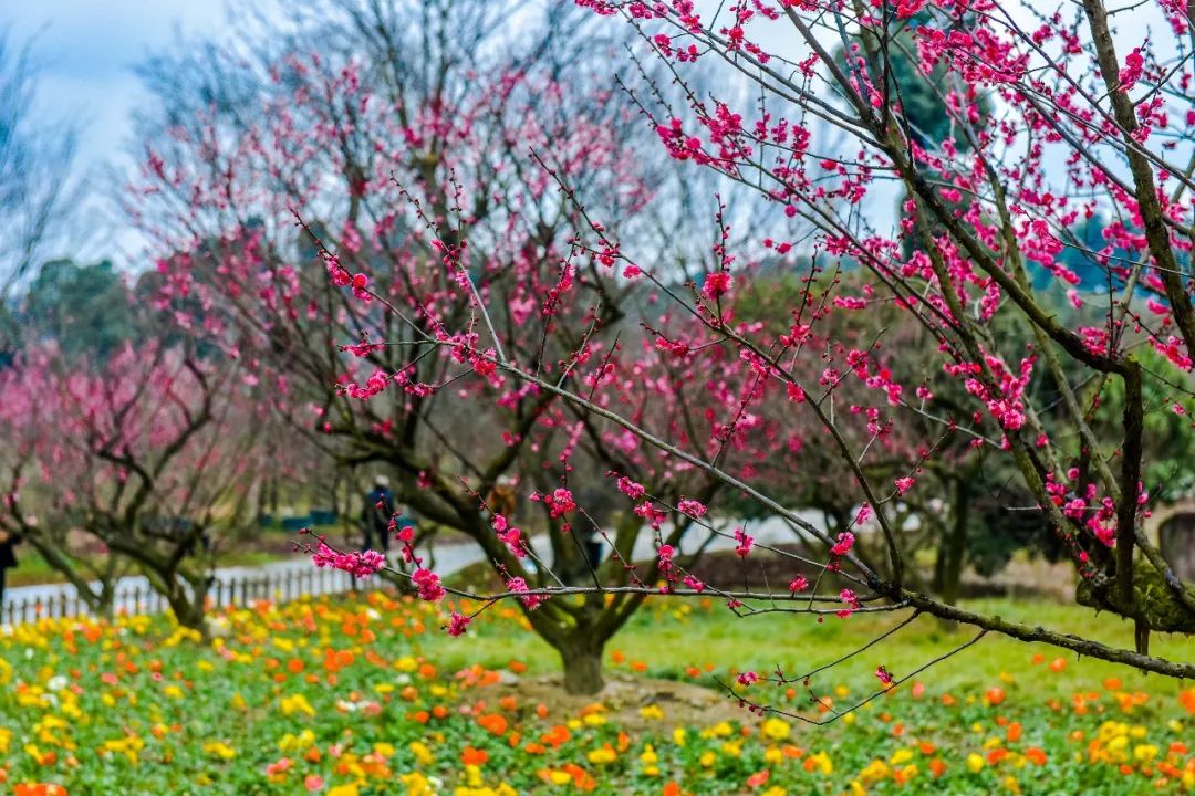 「幸福場實景圖」 遊園賞梅 成都有一片海 「秀麗東方·2017梅花實景