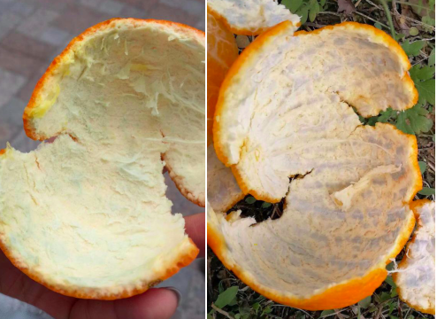 柑橘果皮分泌腔图片图片