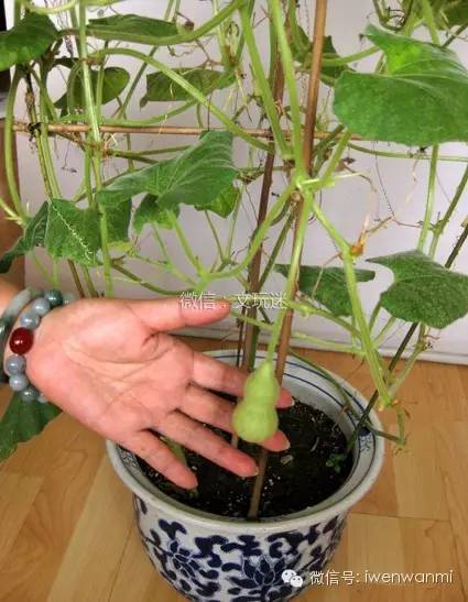 小葫芦花盆种植方法图片