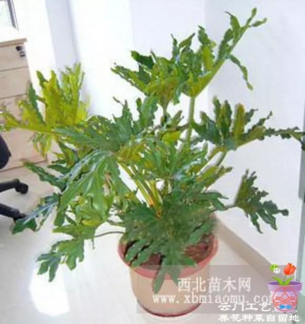 春羽又稱春芋,羽裂喜林芋,喜樹蕉,小天使蔓綠絨,為天 南星科喜林芋屬