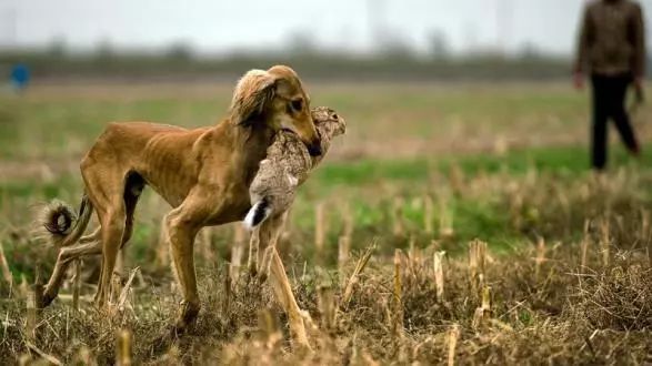 圖片不代表河北細犬蒙古細犬蒙古細犬性格兇猛頑強,對主人忠誠,在