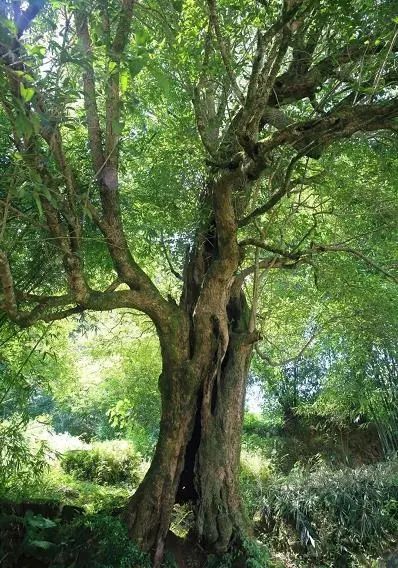 广西树木种类图片大全图片
