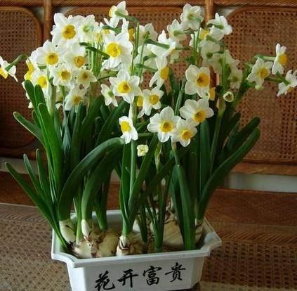 年宵花水仙花正确养护