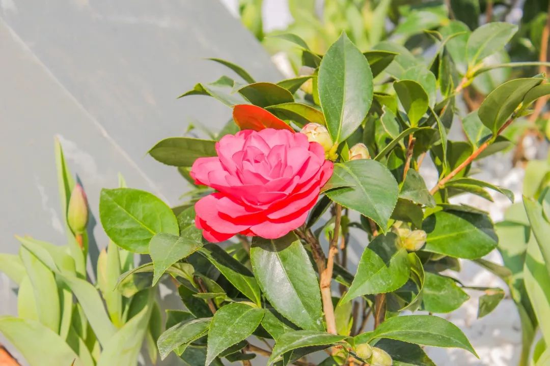 品種 埃及豔后 簇擁的淺粉色花瓣 在陽光下生長的格外嬌豔 金華美女