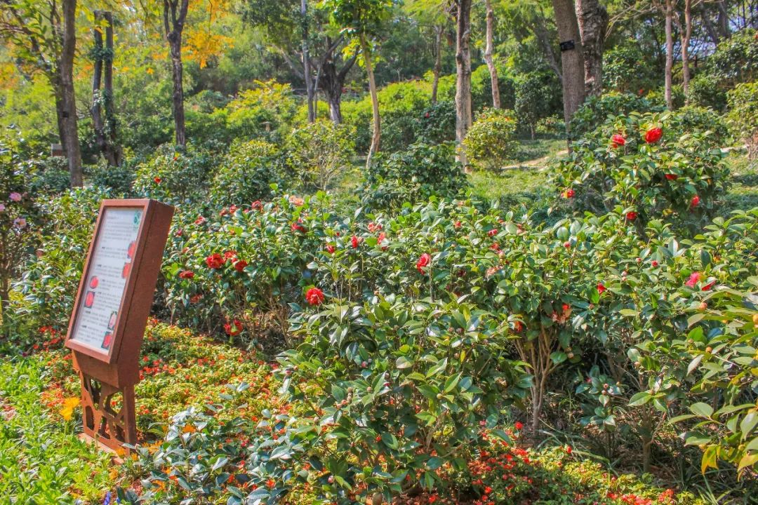 1500株名贵茶花 茶花园融入了日式庭院建筑元素 红灯笼与山茶花相互