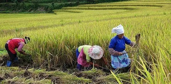 农村土地农业转移人口_人口普查