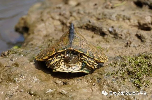 吉氏地图龟帕斯卡古拉地图龟