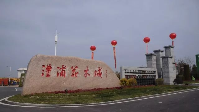 首届迎春年宵花市在金华澧浦花木城举行