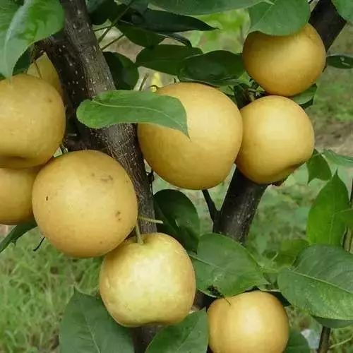 跑山豬合川 桃片永川 豆豉永川 秀芽南川 方竹筍南川 金佛山貢米綦江