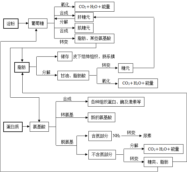 必需氨基酸思维导图图片