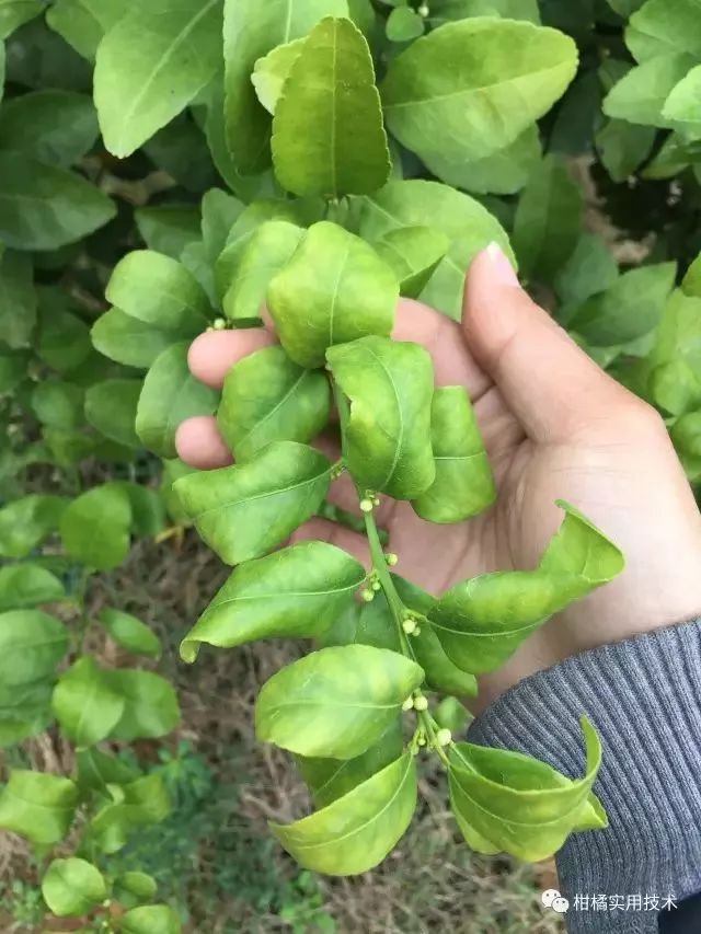 柑橘线虫危害症状图片图片