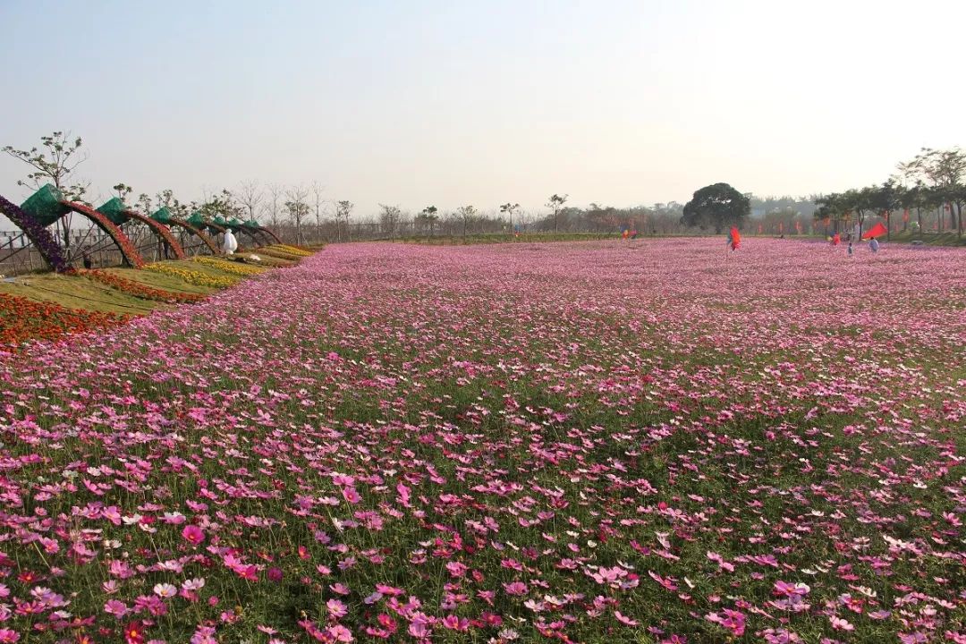 广州从化花卉种植基地图片