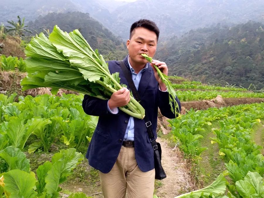 高州20万斤高山大芥菜难卖茂名市民伸援手抢购