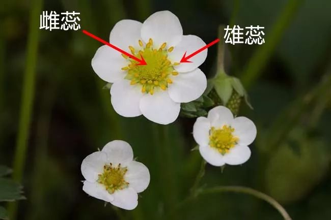 选择恐惧症速看从此草莓授粉不再纠结