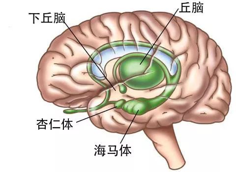 杏仁体切除图片