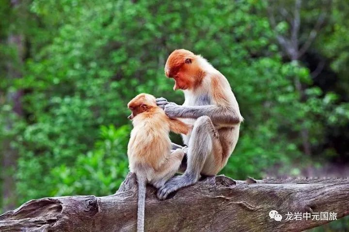 勘探岩洞,一窥长鼻猴的起居,欣赏世界濒危动物大鼻子情圣