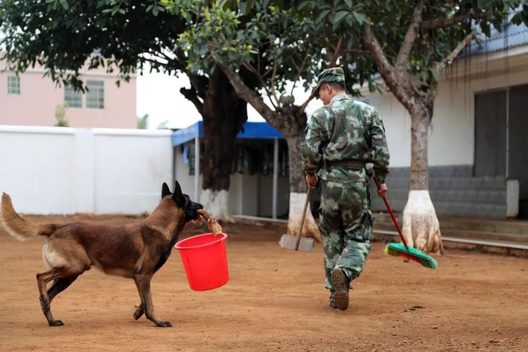 狗年和警犬一起过新年