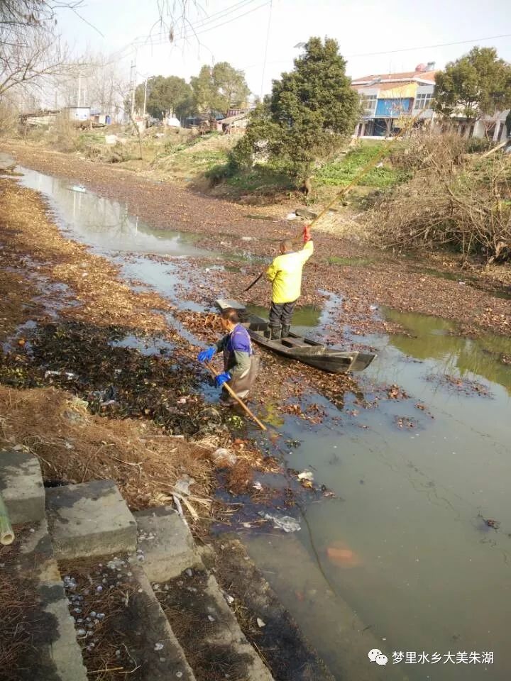 殲滅水葫蘆乾淨迎新年朱湖打響碧水保衛戰