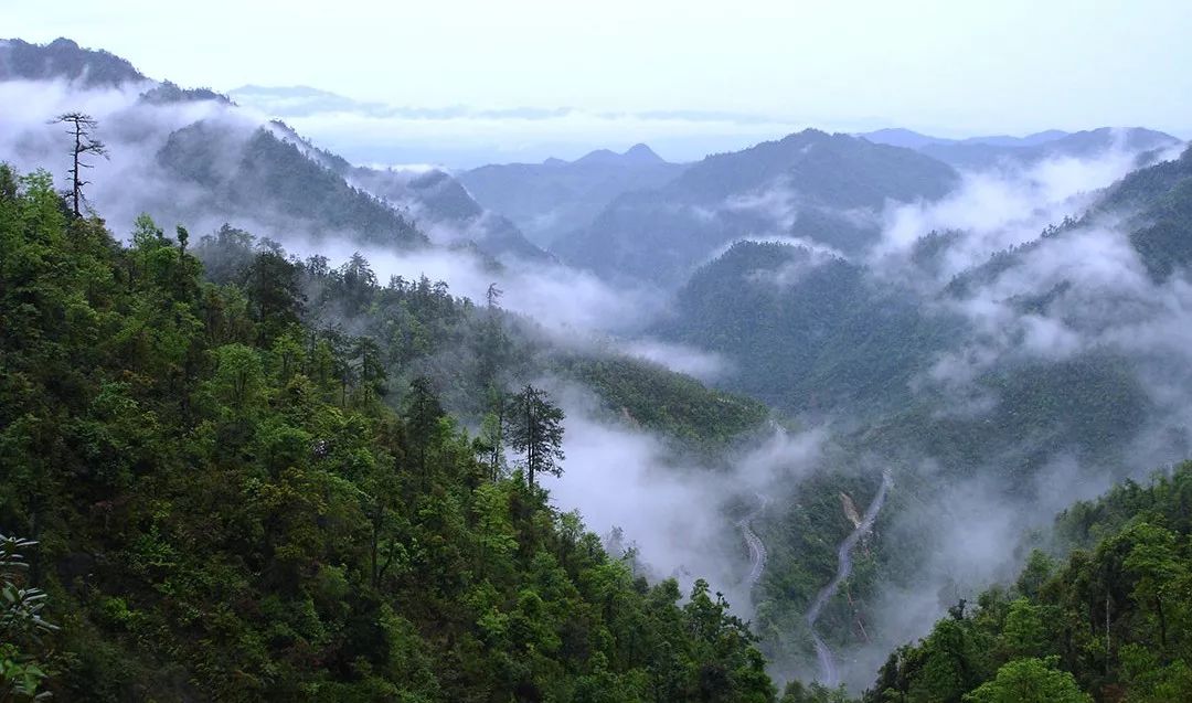 【南岭大氧吧·九峰桃花乐$388纯玩二天~游"洗肺"圣地-南岭国家森林