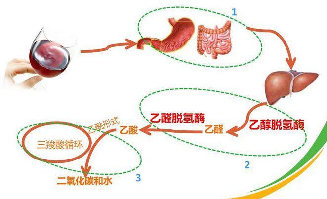 把乙醇分解為乙醛,必須要讓乙醇脫氫酶(我們稱它為a)參與.