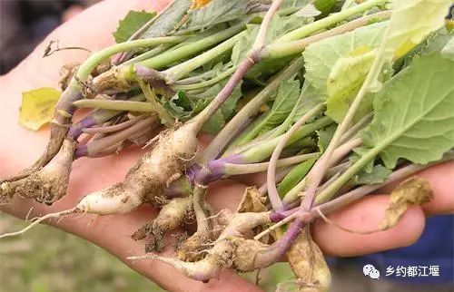 中,市农林局技术人员发现都江堰市部分地方油菜根肿病发生严重危害