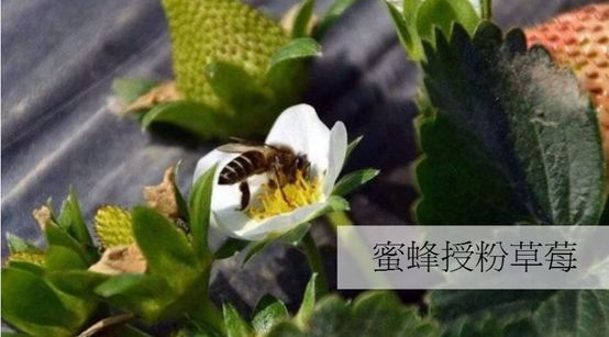 选择恐惧症速看从此草莓授粉不再纠结